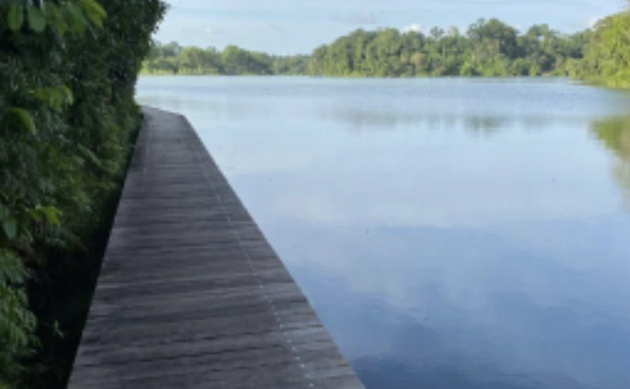 Panoramic view of the MacRitchie Reservoir from a Semula Trail, highlighting Singapore’s pristine water catchment areas.