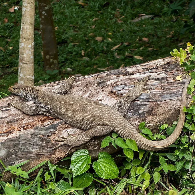 Exploring native flora and fauna at the Sungei Buloh Wetland Reserve during a Semula Asia biodiversity trail.